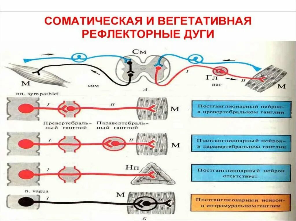 Соматический центр. Вегетативная нервная система. соматическая и вегетативная. соматический и вегетативный отделы нервной системы. нервная система соматическая и вегетативная схема.