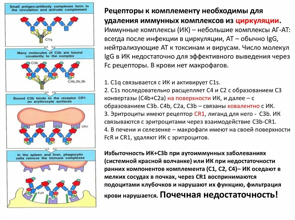 Определение комплемента. Рецепторы системы комплемента. Иммунные комплексы (ИК), молекулярные фракции ИК. Рецепторы компонентов комплемента. Рецепторы комплемента (cr1) функции.