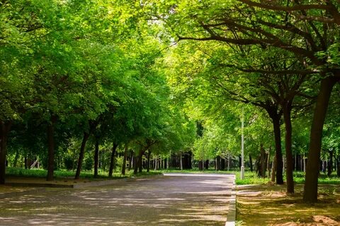 Картинка городской парк