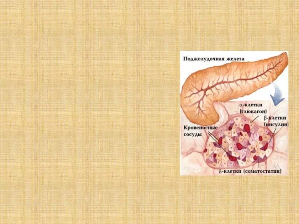 Рисунок на котором изображена железа вырабатывающая гормон инсулин. Поджелудочная железа инсулин и глюкагон. Глюкагон гормон поджелудочной железы строение. Глюкагон железа вырабатывающая гормон.