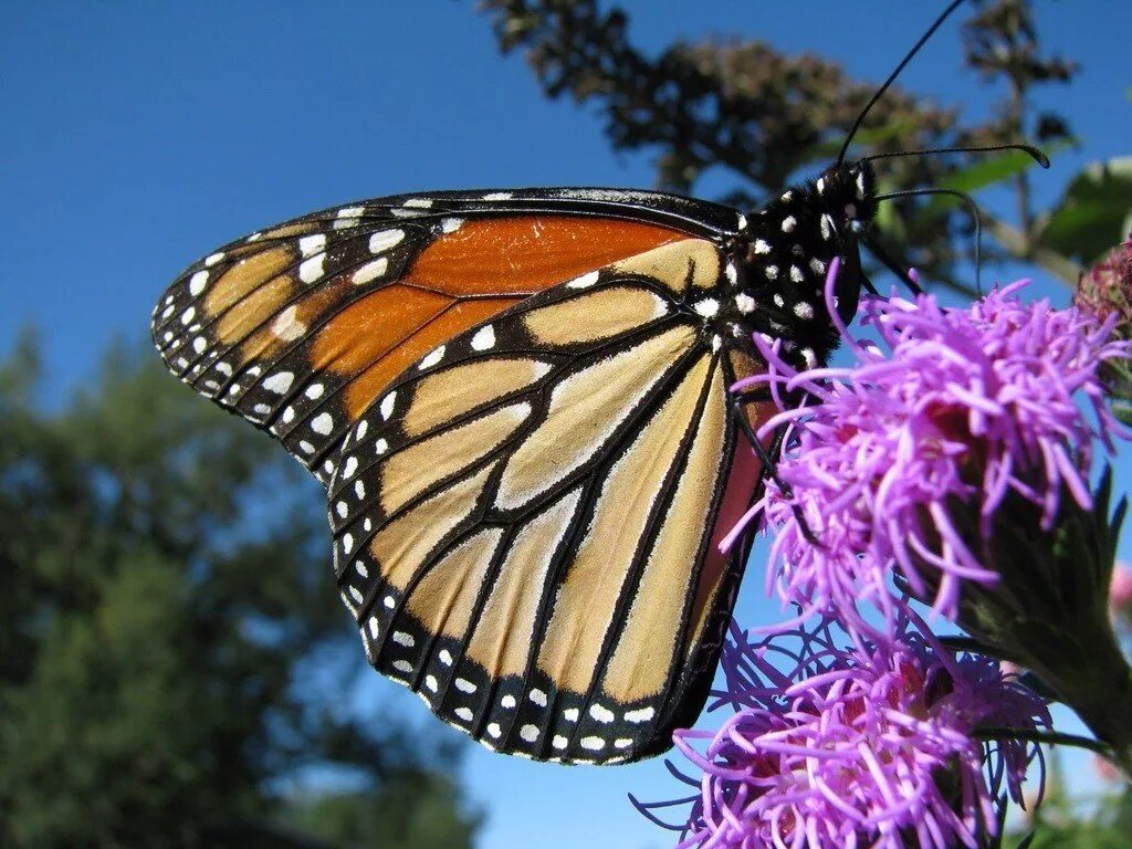 Как называется где бабочки. Биосферный заповедник бабочки Монарх. Данаида Монарх Нимфалиды. Бабочка Данаида. Бабочки монархи в Мексике.