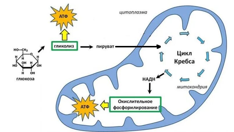 Синтез атф протекает. Синтез АТФ В митохондриях ЕГЭ. Митохондрия цикл Кребса ЕГЭ. Синтез АТФ В митохондриях схема. Схема клеточного дыхания ЕГЭ биология.