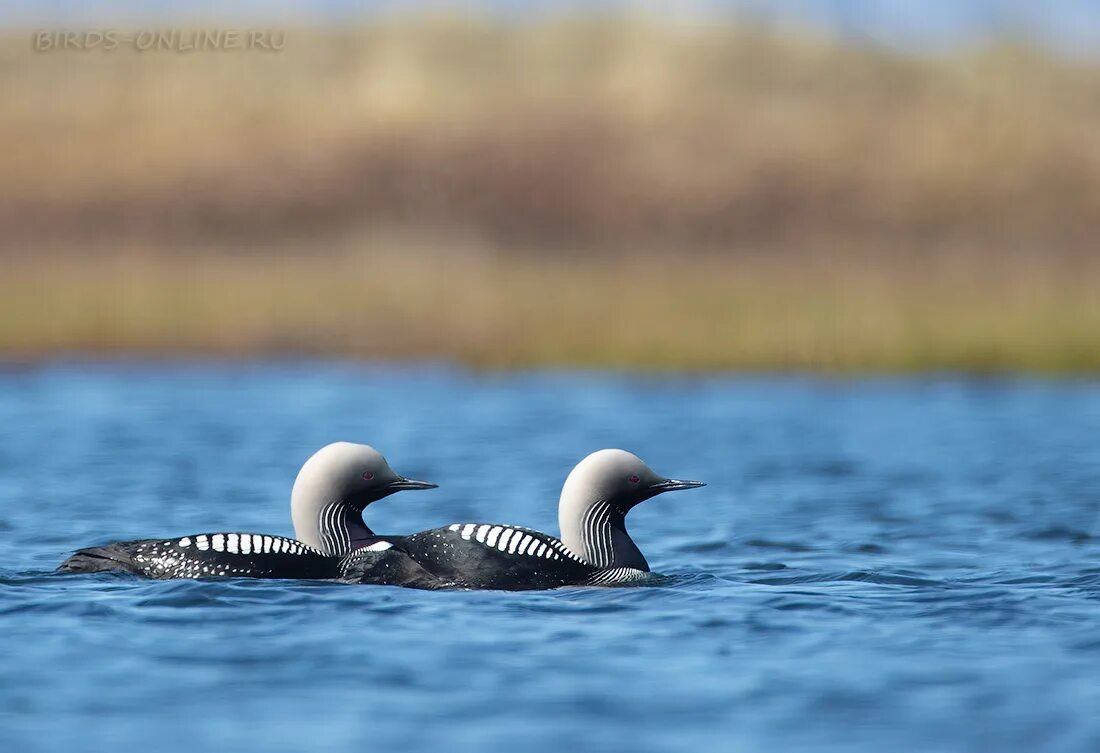 Гагара ноги. Чернозобая гагара самка. Европейская чернозобая гагара. Шапка из гагары. Европейская чернозобая гагара.