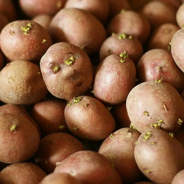 Семена картофеля купить в интернет. Семенной картофель. Семенная картошка. Семена картошки. Посадочный картофель.