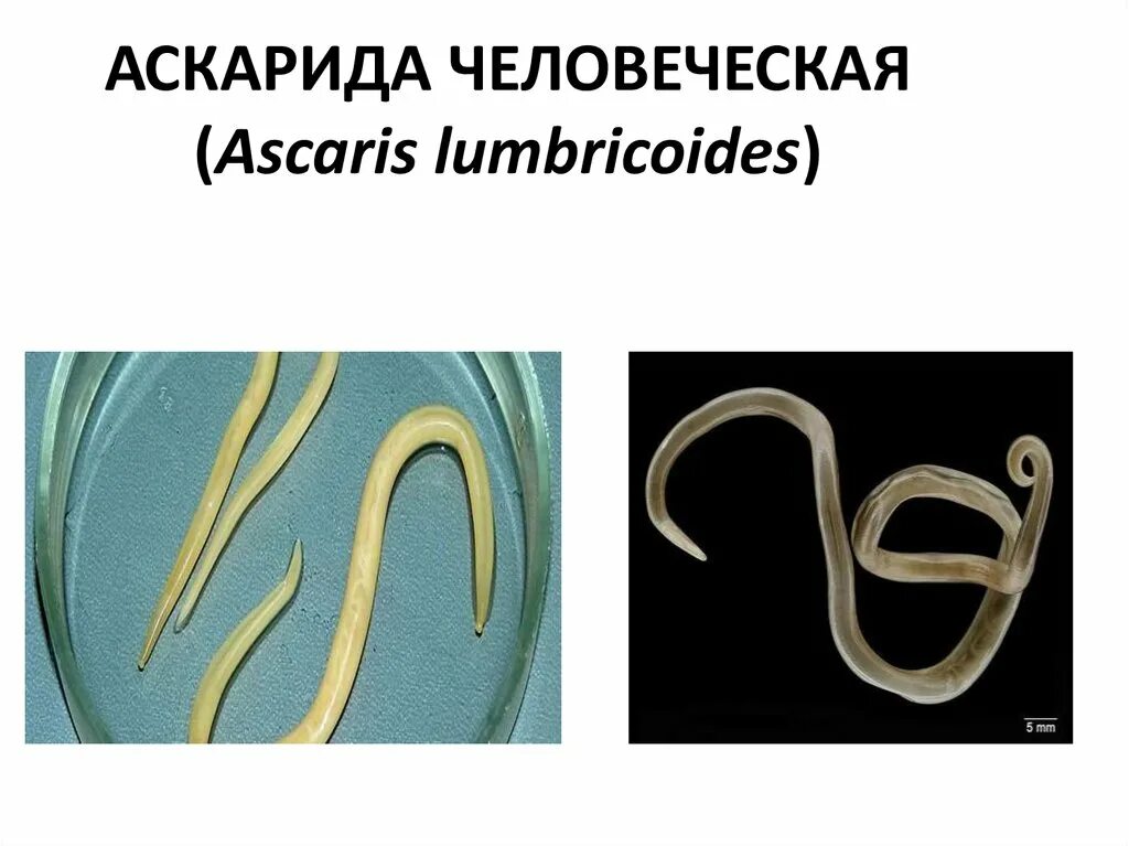 Человеческой аскаридой и человеком. Ленточные черви белая аскарида. Круглые черви (аскариды) раздельнополые..