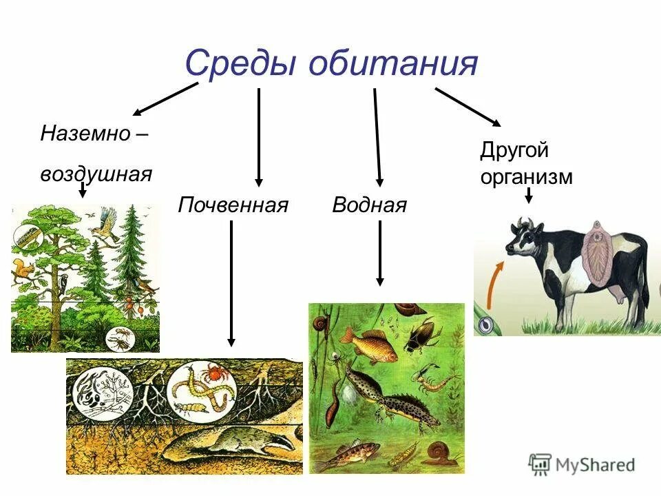 Наземно воздушные растения примеры Наземная жизнь 32/48