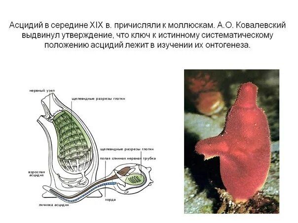 Образ жизни асцидии. Схема внутреннего строения асцидии. схема строения одиночной асцидии. асцидия пурпурная личинка. асцидия личиночная стадия.