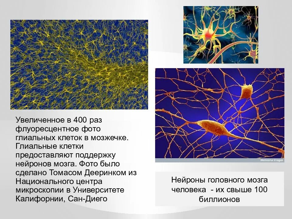 Нейроны и глиальные клетки. Глиальные клетки нервной ткани. Нейроглия глиальные клетки. Глиальные клетки физиология.