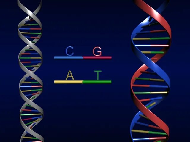Модель ДНК. ДНК 3д модель. 3д ДНК модель ДНК. Объемная модель ДНК.