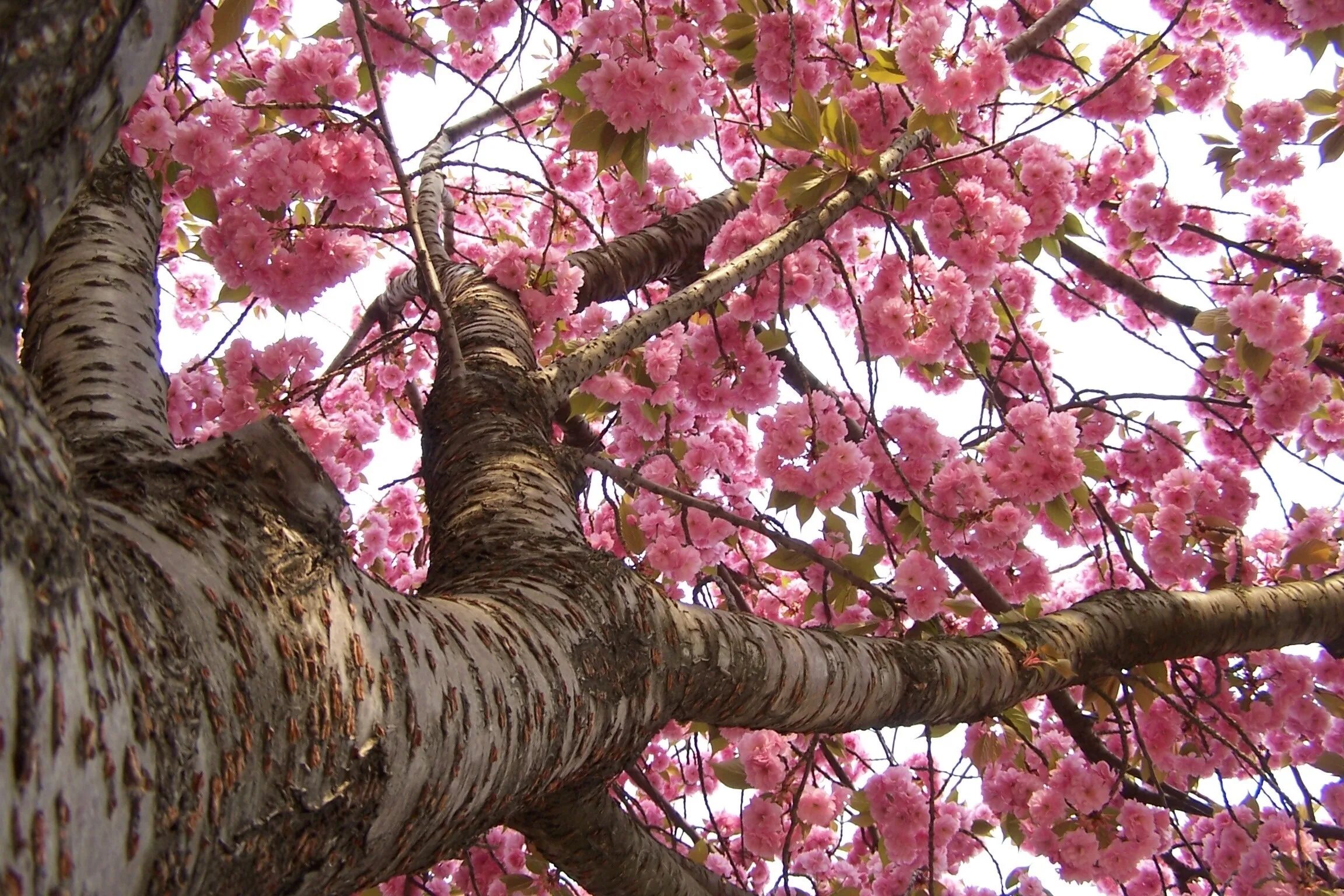 Виды сакуры. Хоризия дерево. Розовое дерево Aniba rosaeodora. Акация Сакура. Сакура 6к дерево.