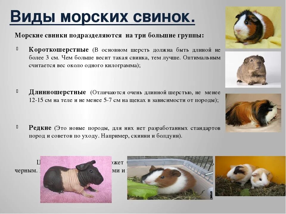 Что давать морской свинке. Памятка по уходу за морской свинкой. содержание морских свинок. рацион морской свинки. содержание морских свинок в домашних условиях.