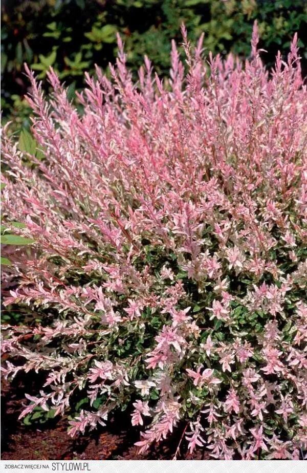 Розовая ива. Ива хакуро нишики. Ива цельнолистная хакуро-нишики. Розовая ива. Ива цельнолистная хакуро никиши.