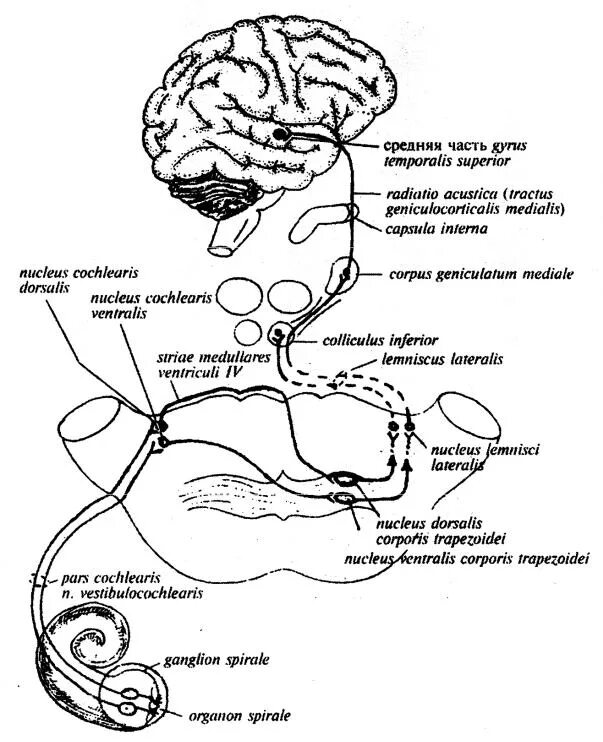 Проводящие пути слухового анализатора схема. Путь слухового анализатора схема. Схема слухового нервного пути. Проводниковый путь слухового анализатора схема. Проводящий путь органа слуха