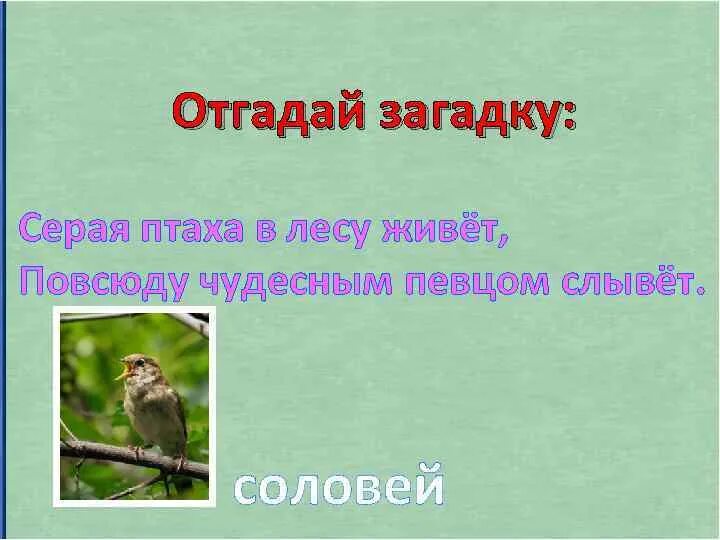 Загадка про Соловьев. Загадка про соловья для дошкольников. Загадка про соловья для детей. Загадка про соловья