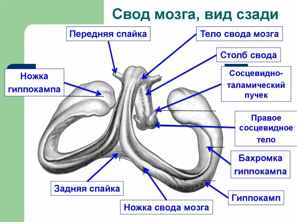 Свод функция. Структуры свода мозга. Свод строение анатомия. Строение свода конечного мозга. Свод головного мозга анатомия.