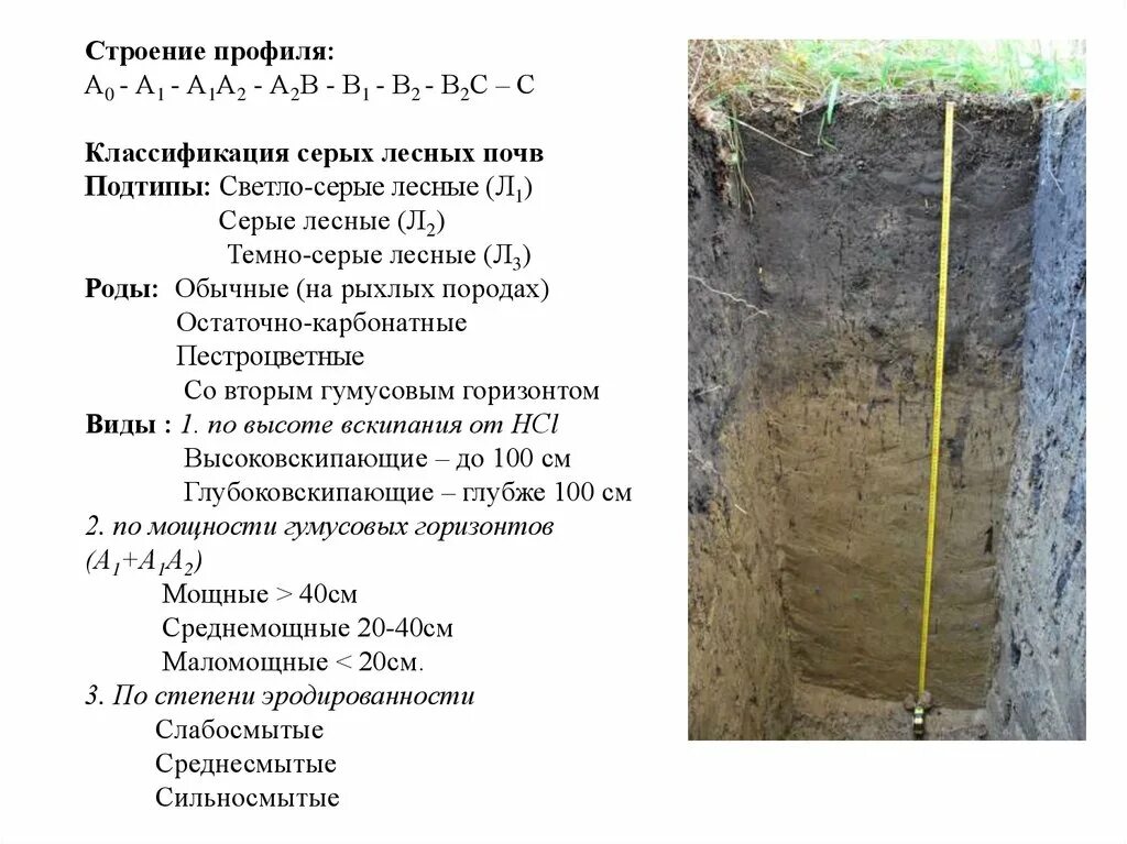 Строение профиля серых лесных почв. Светло-серые Лесные почвы. Светло серые Лесные почвы профиль. Темно-серые Лесные почвы. Состав серых лесных почв