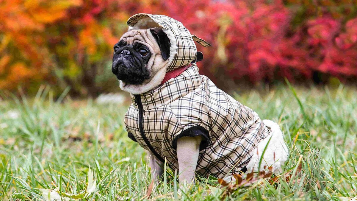 Почему собаки теплые. Мопсы в одежде осень. Мопс в одежде. Мопс щенок в одежде. Осенний Мопс.