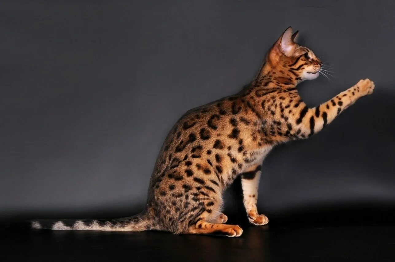 Рассмотрите фотографию кошки дикого окраса породы бенгальская. Табби леопард Браун. Генетта Манчкин бенгал. Ориентал бенгал. Генетта кошка Манчкин бенгал.