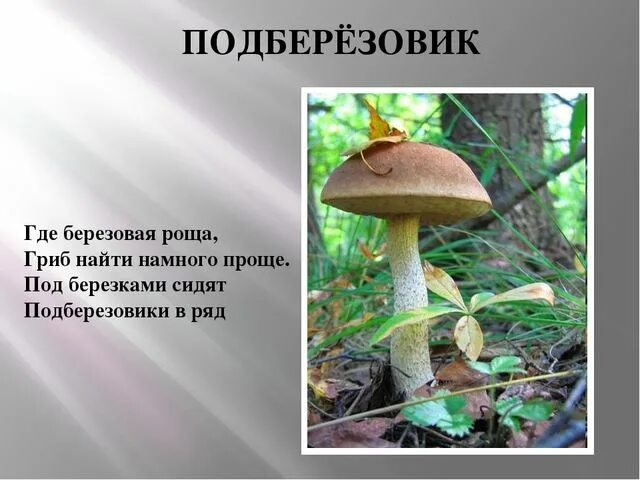 Симбиоз березы и подберезовика уровень