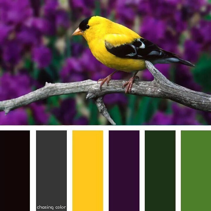 Черный желтый фиолетовый черный и зеленый