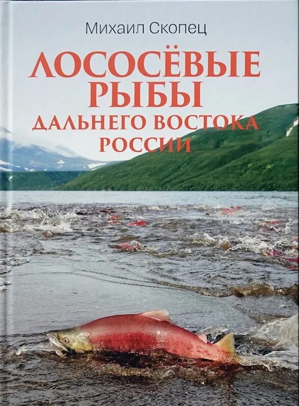 лососевые дальнего востока. лососевые дальнего востока. лосось путина. лососевая путина 2020 на сахалине. лосось дальний восток.