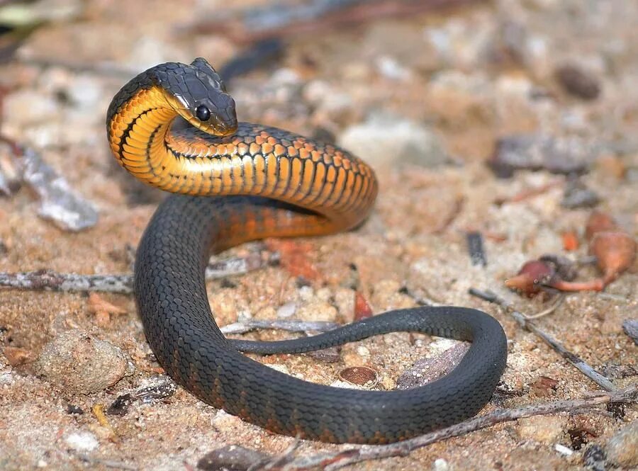 Тайпан минус. Тигровый тайпан. черный тайпан. notechis scutatus. тигровая кобра.
