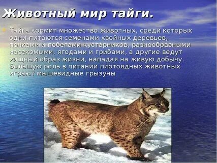 Животные тайги сообщение