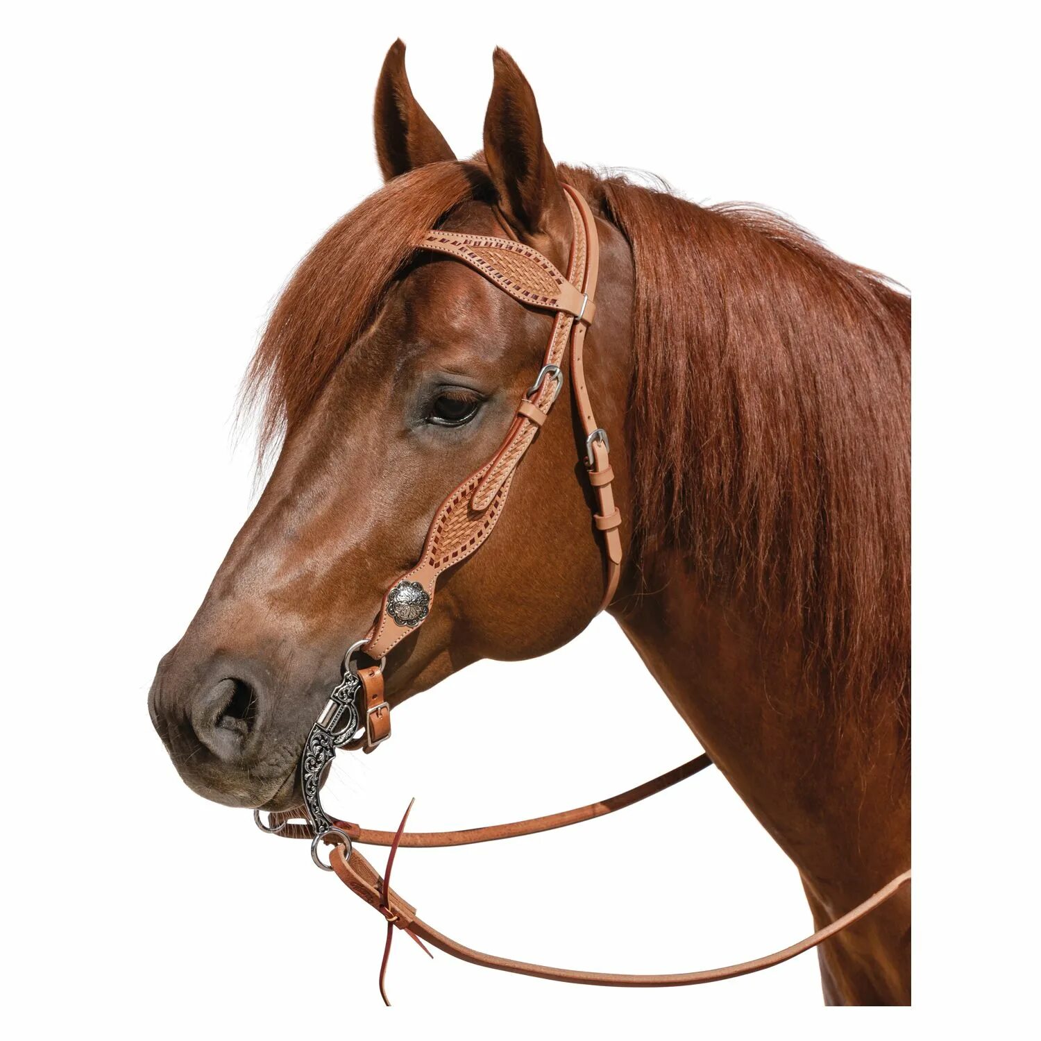 безтрензельная уздечка хакамора. уздечка кука. оголовье миклема. безтрензельная уздечка. безтрензельная уздечка для лошадей.