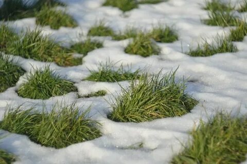 Под снегом земля мягкая и рыхлая