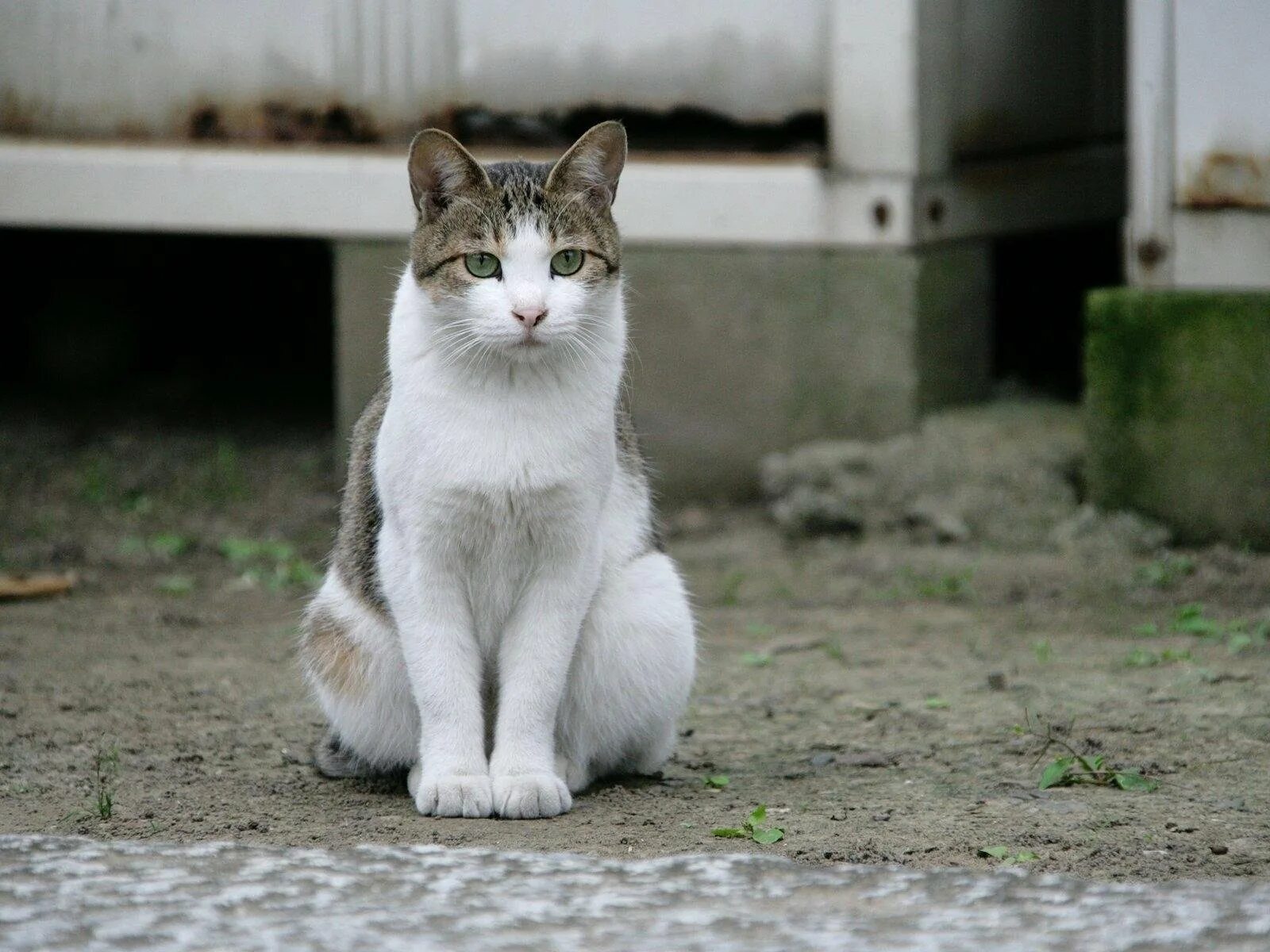 Фото сидящей кошки