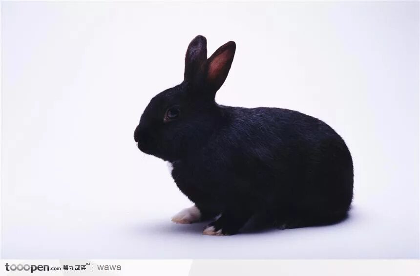 Черный кролик на английском. Черный кролик. Черный кролик на белом фоне. Черный кролик на темном фоне. Черный декоративный кролик.