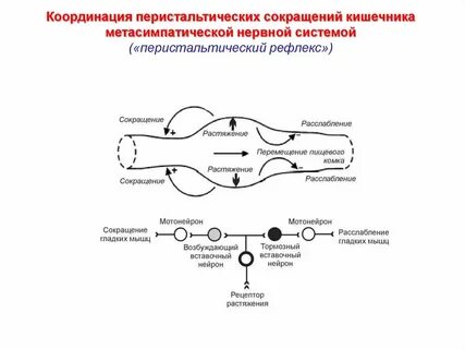 Нервная сокращается