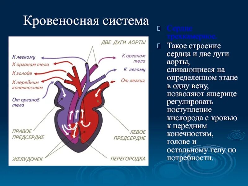 Строение сердца класса пресмыкающихся. Кровеносные сосуды рептилий. строение сердца рептилий. кровеносная система ящерицы. кровеносная система пресмыкающихся.