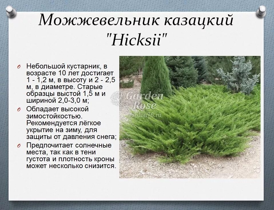Можжевельник Можжевельник китайский Стрикта (Juniperus chin. Stricta) C5/ С7,5 6