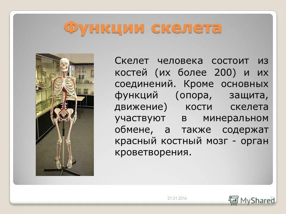 Строение и функции скелета. Опорная функция опорно-двигательного аппарата. Функции активной части опорно-двигательной системы. В каком обмене веществ участвует скелет. В каком обмене веществ участвует скелет.