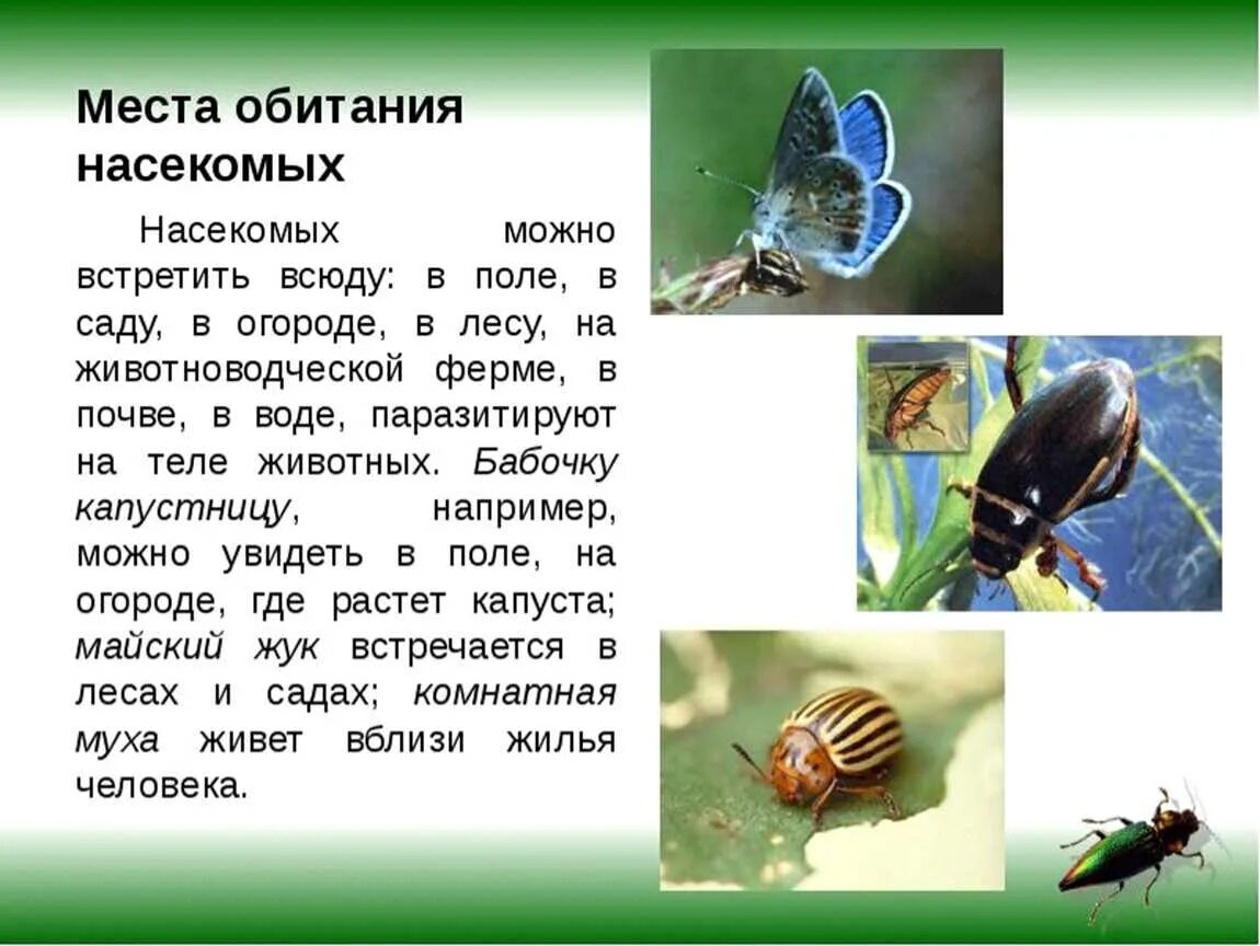 Среда обитания насекомых. Презентация на тему насекомые. Места обитания насекомых. Местообитание насекомых. Презентация по насекомым.