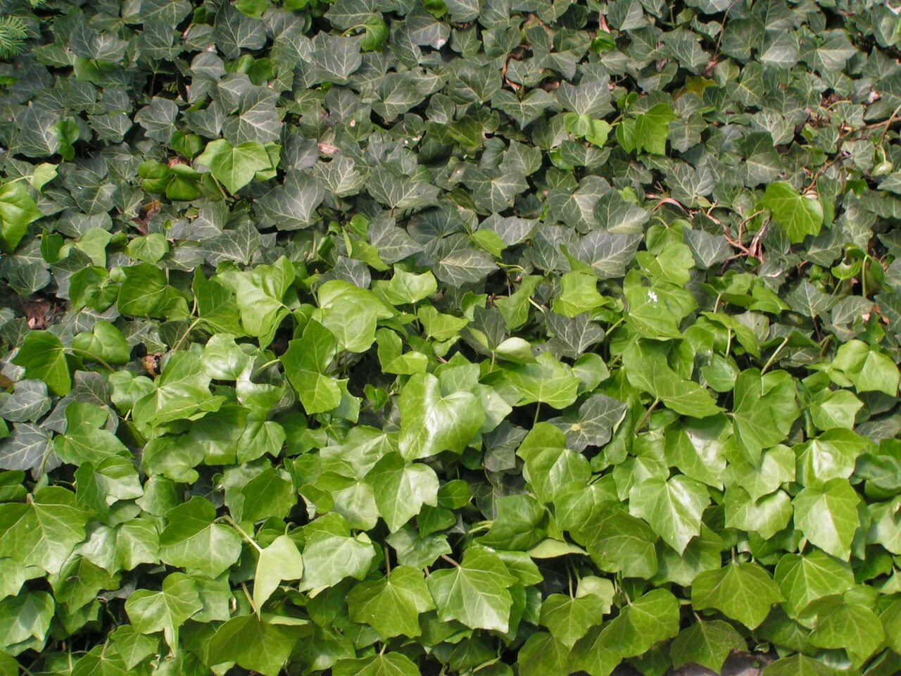 Плющ обыкновенный (Hedera Helix). Плющ вечнозеленый Hedera Helix. Плющ морозостойкий Hedera Helix. Плющ ростов