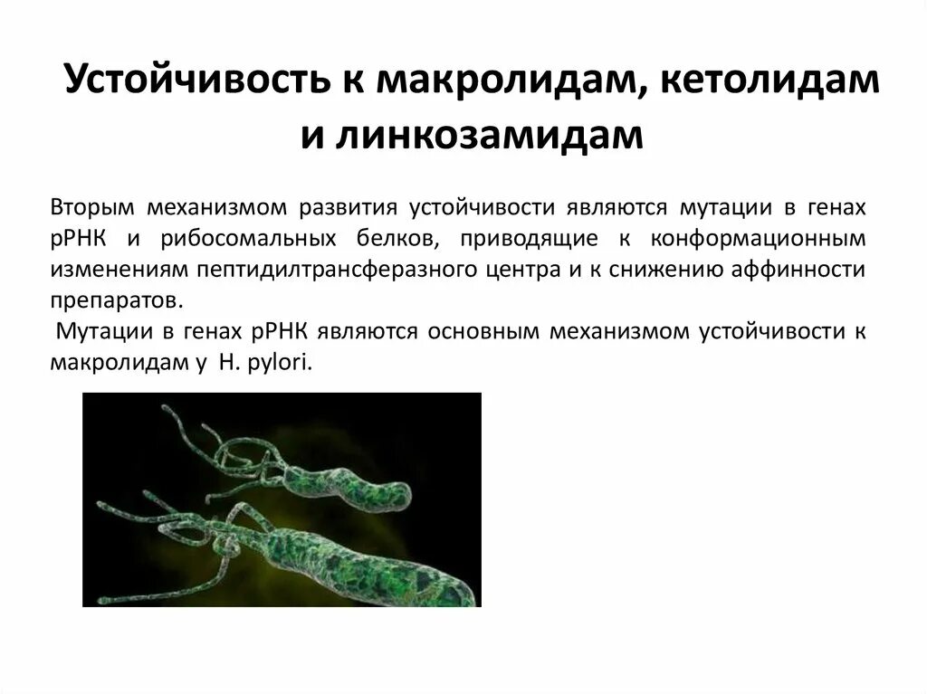 Устойчивость к макролидам. Устойчивость бактерий к антибиотикам. Механизмы устойчивости к макролидам. Механизмы резистентности бактерий к макролидам. Ген резистентности