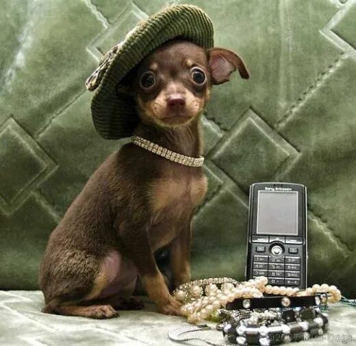 Собака русский той терьер. Той1 терьер. Русский той один дома. Русский той один дома. Русский московский той терьер.