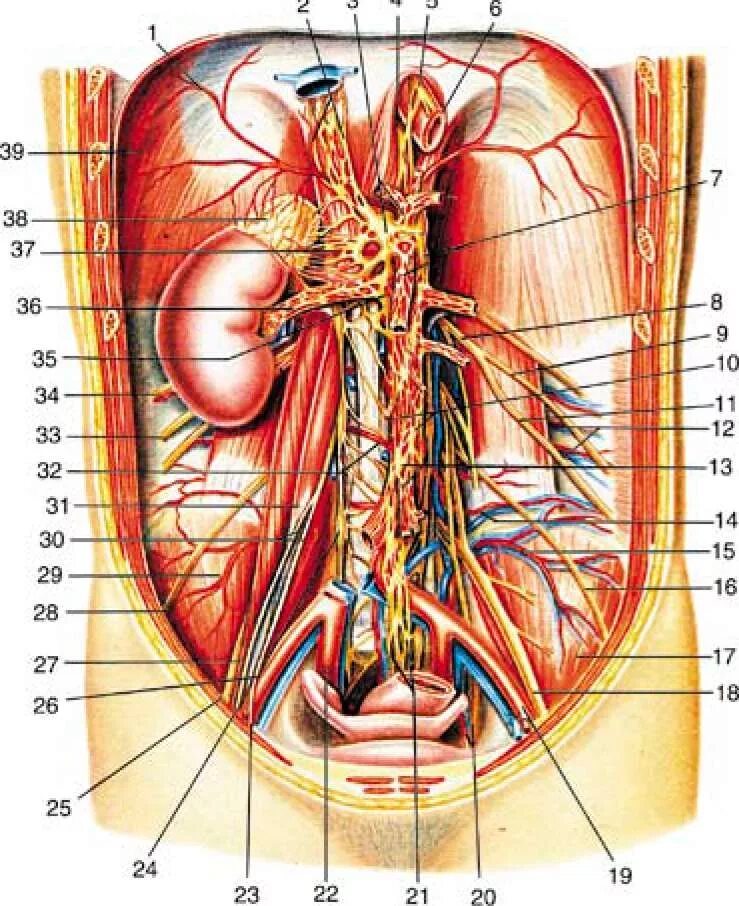 Брыжеечное сплетение анатомия. Чревный нерв анатомия. Забрюшинное пространство лимфоузлы. Чревное нервное сплетение анатомия. Артерии органов брюшной полости