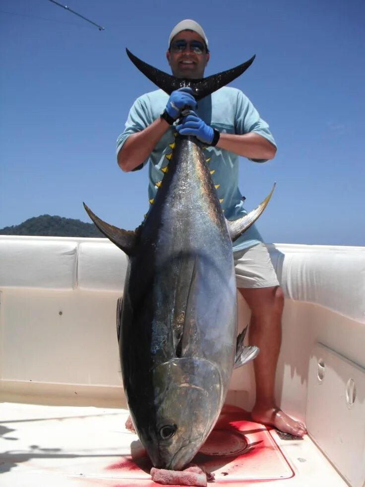 Тунец 600 кг. Дикий тунец рыба. Тунец маленький. Огромный тунец. Дикий тунец 2023
