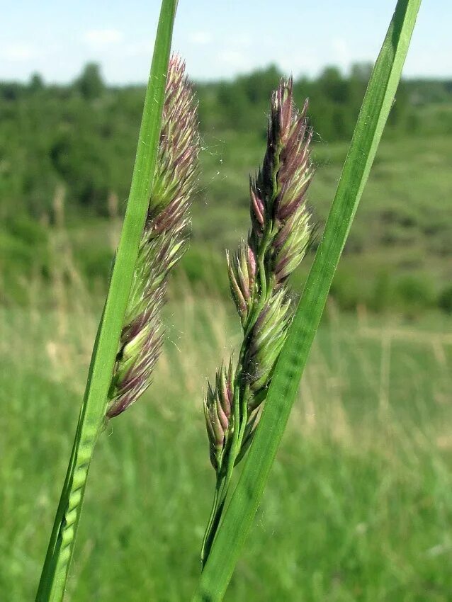 Злаковые луговые. Dactylis glomerata. Мятлик ежа Лисохвост Тимофеевка овсяница райграс. Ежа, мятлик, Тимофеевка, овсяница, пырей, райграс, Лисохвост. Луговые злаки.