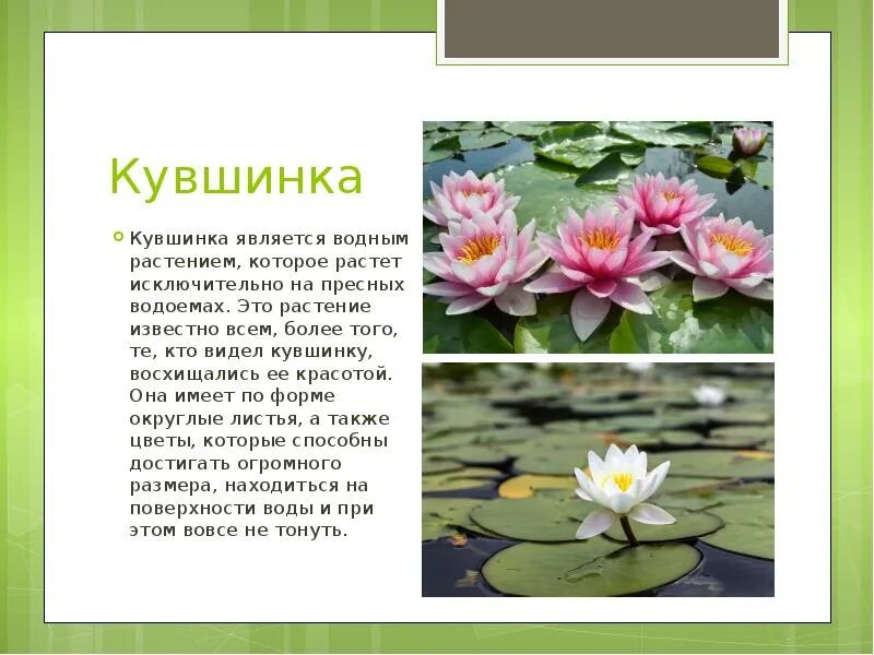 Кувшинка занесена в красную книгу. Растения пресных водоемов кувшинка белая. Белый кувшинка растение. Кувшинка белая красная книга. Кувшинка белая краткое описание.