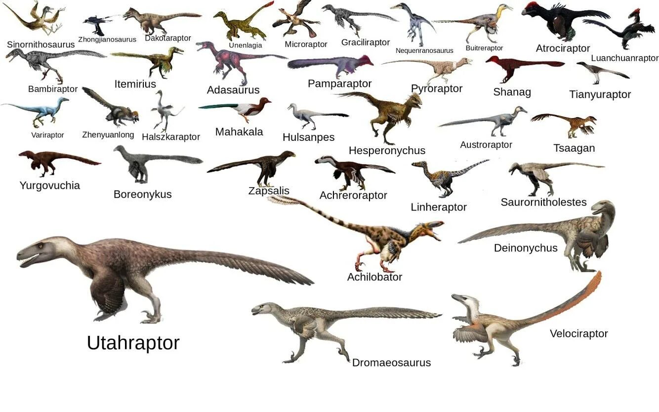 Как назывались маленькие динозавры. Раптор Дромеозавр. Дромеозаврид Дейноних. Динозавры Дромеозавриды. Велоцираптор Дромеозавриды.