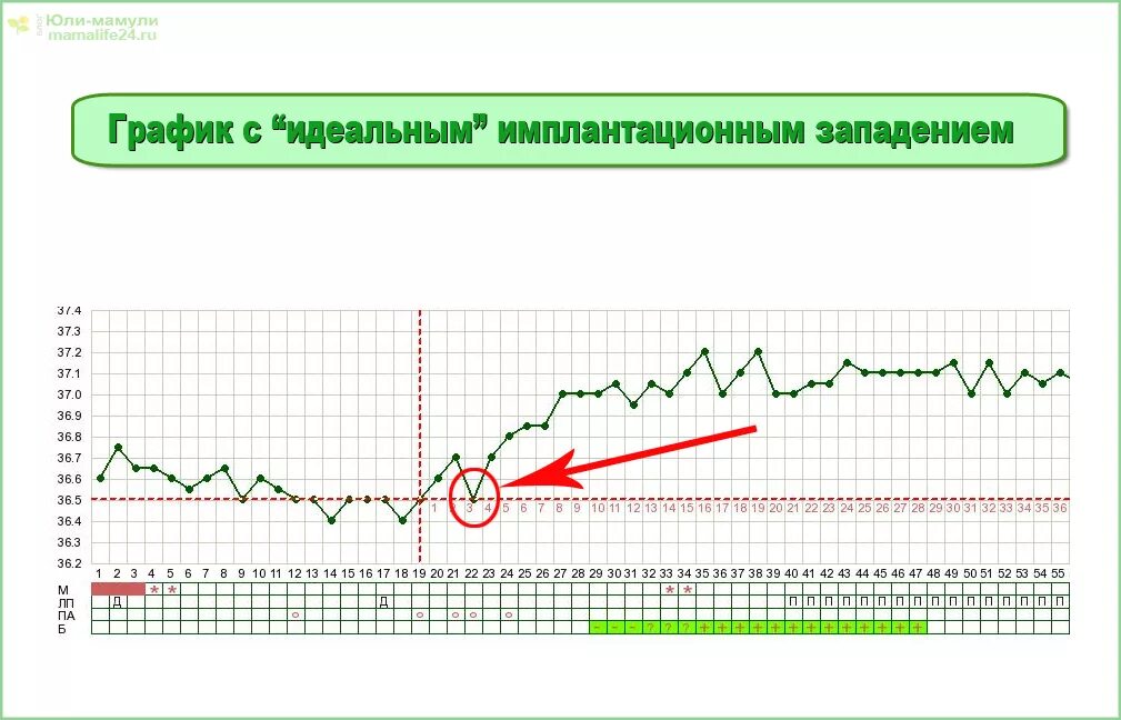 После овуляции 37. БТ имплантационное западение на графике БТ. Западение на графике базальной температуры. График базальной температуры с имплантационным западением. Имплантационное западание график БТ.