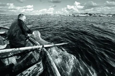 Далеко на севере среди студеного моря