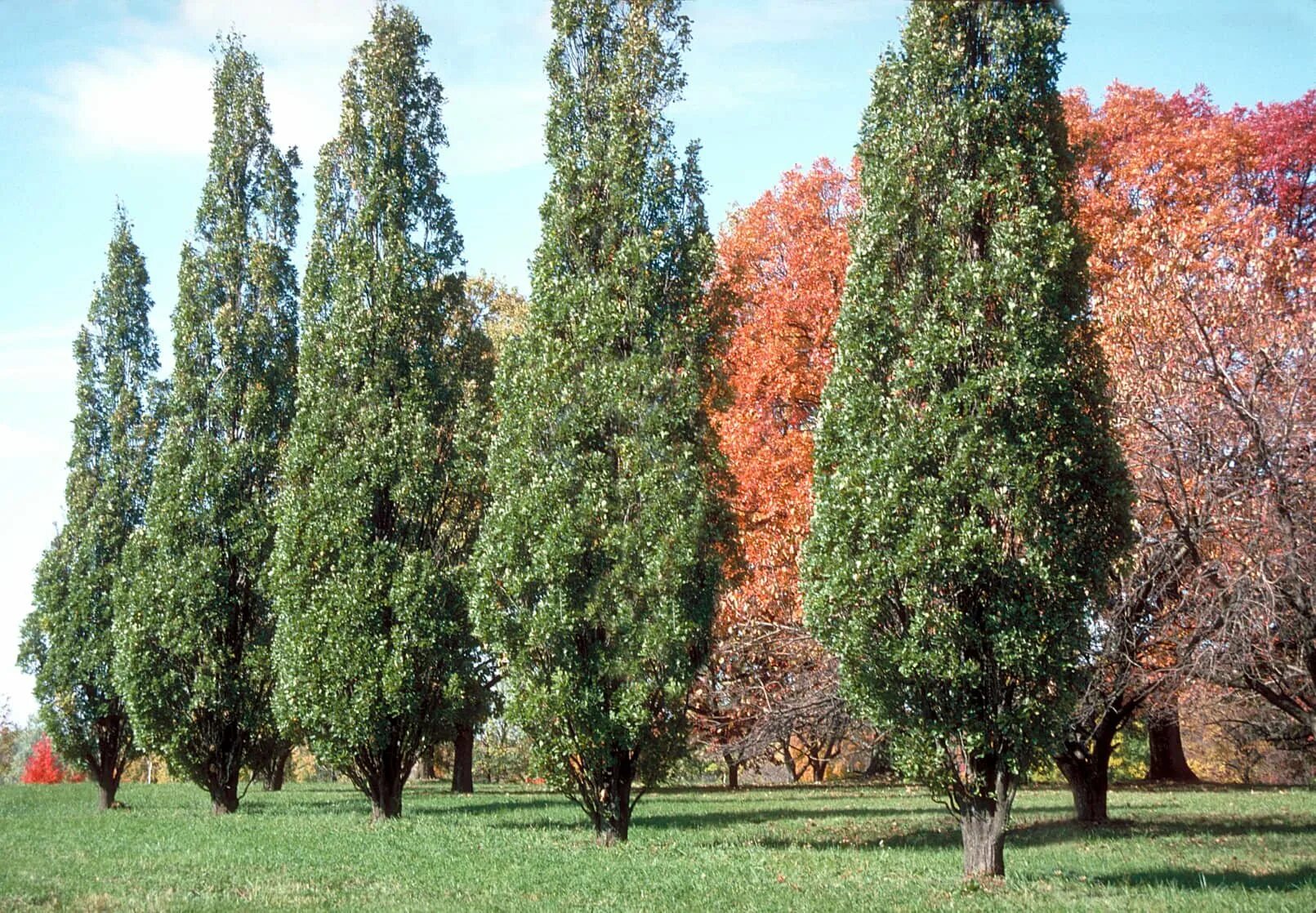 Какие деревья растут возле школы. Дуб черешчатый Quercus Robur 'Fastigiata'. Граб Фастигиата. Дуб черешчатый Fastigiata.
