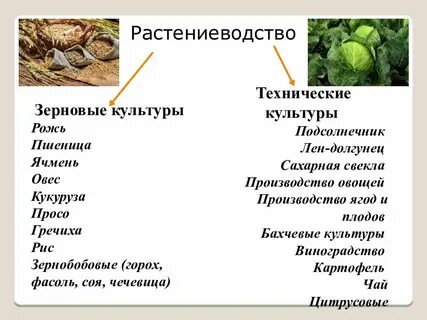Распределите культуры зерновые технические бобовые рис пшеница
