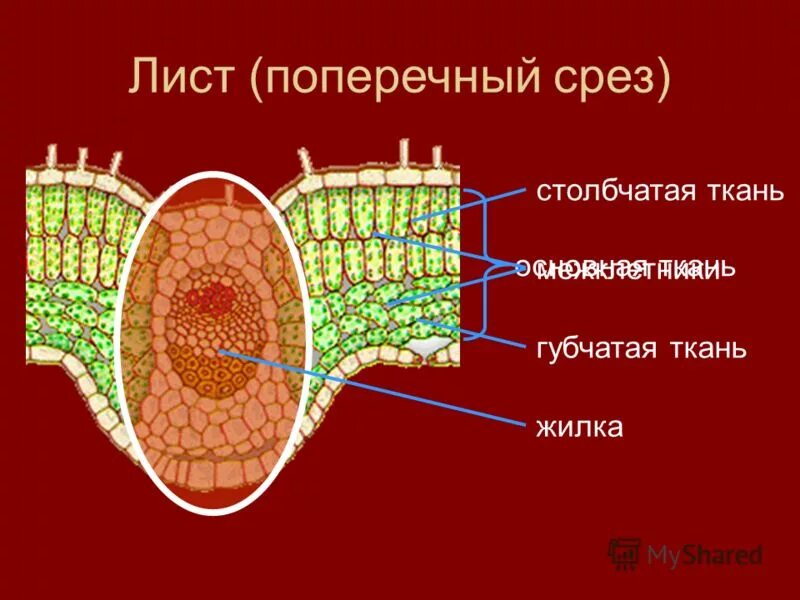 Клетки губчатой ткани листа. Столбчатая и губчатая ткань. Губчатая ткань листа рисунок. Строение клетки губчатой ткани.