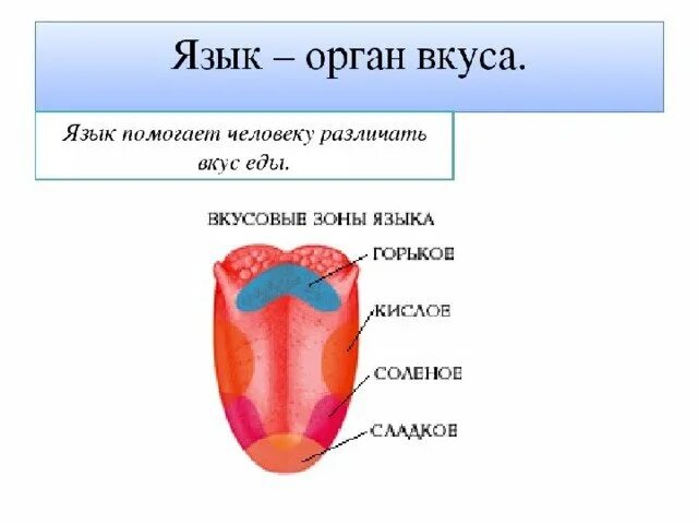 Языка и т п с. Органы чувств вкус строение. Рецепторы языка схема 3 класс. Язык орган чувств.